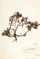 藏品(茅毛珍珠菜)的圖片